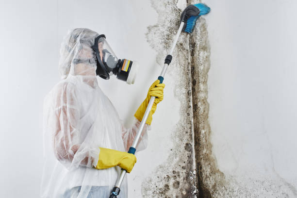 Best Mold Damage Repair  in Scranton, PA