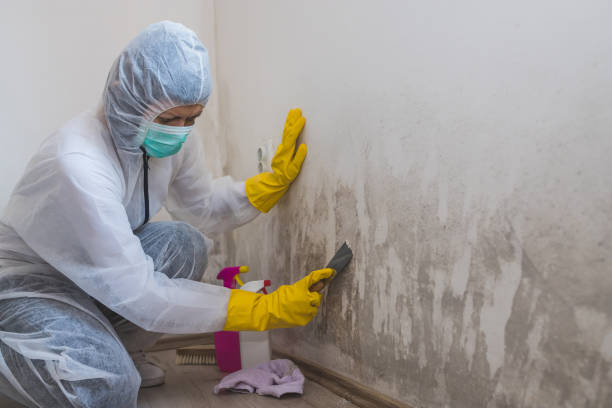 Best Attic Mold Removal  in Scranton, PA