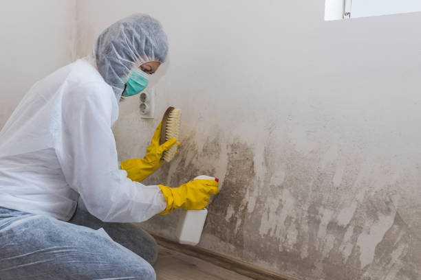 Best Office Mold Removal Services  in Scranton, PA