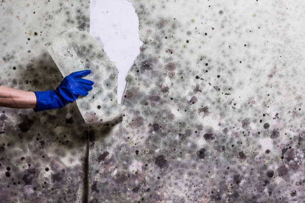 Best Professional Mold Removal  in Scranton, PA