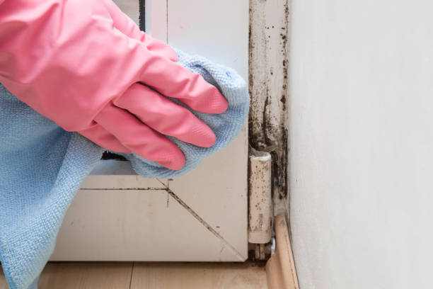 Best Mold Cleaning Services  in Scranton, PA
